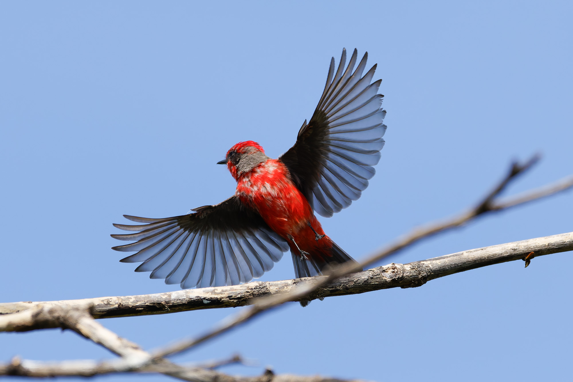 Vermilion Flycatcher (Pyrocephalus obscurus)