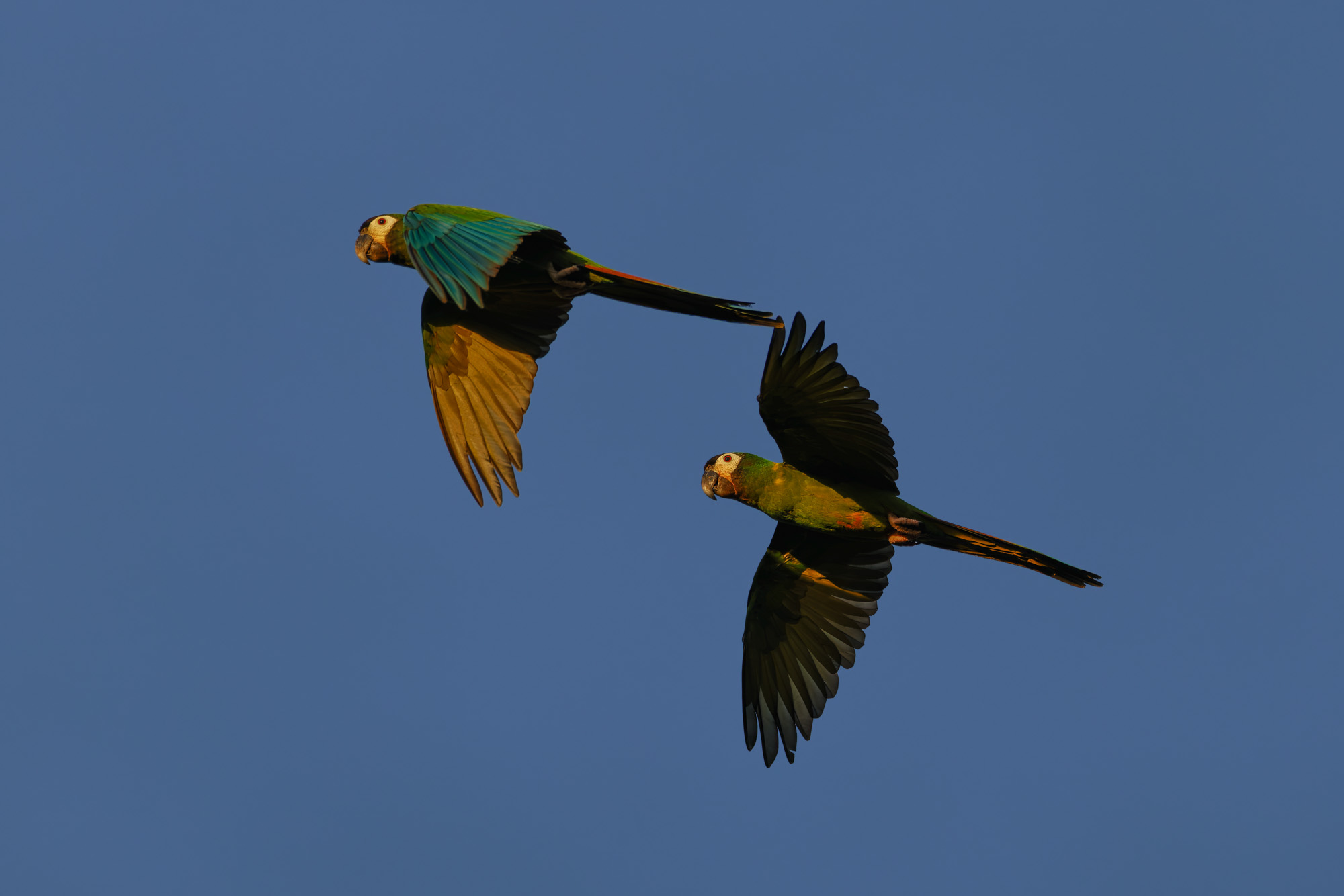 Golden-collared Macaw (Primolius auricollis)
