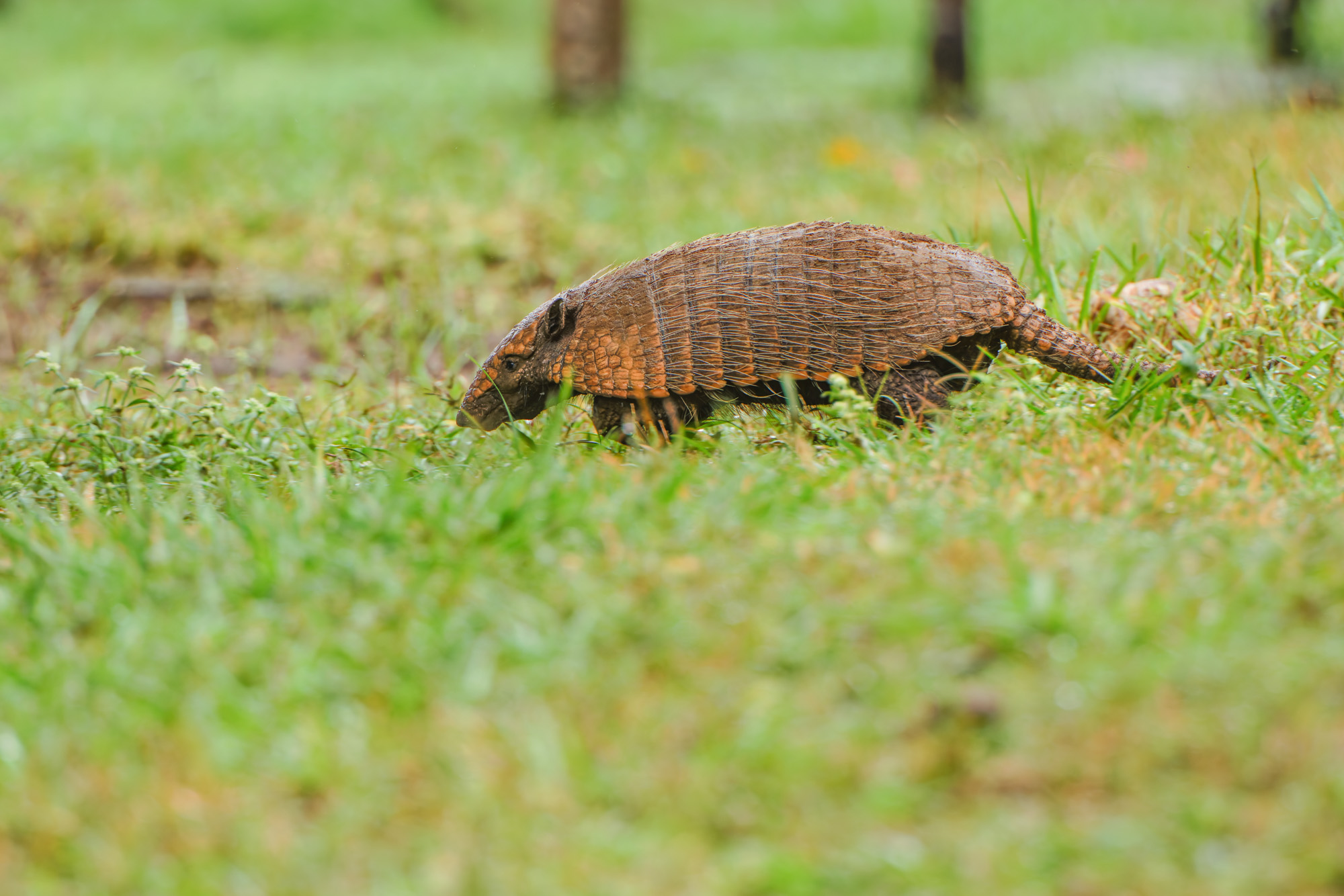 Six-banded Armadillo (Euphractus sexcinctus)