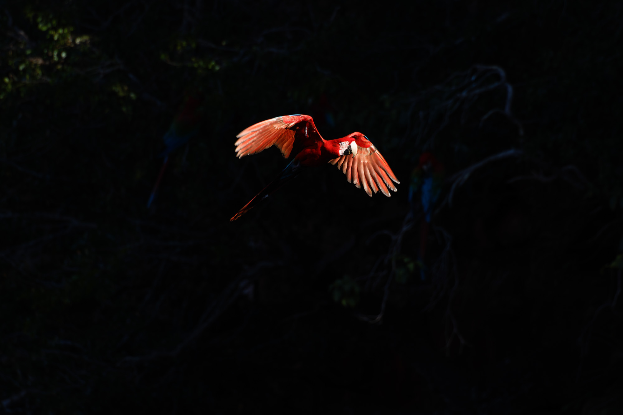 Red-and-green Macaw (Ara chloropterus)