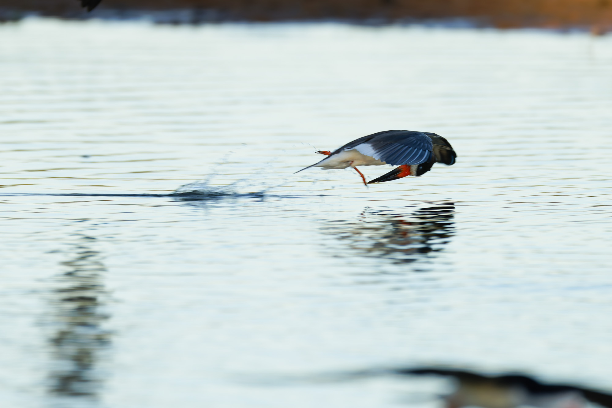 Black Skimmer (Rynchops niger)
