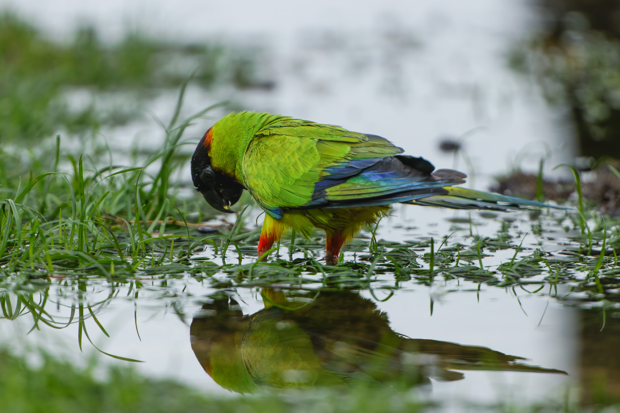 Nanday Parakeet (Aratinga nenday)