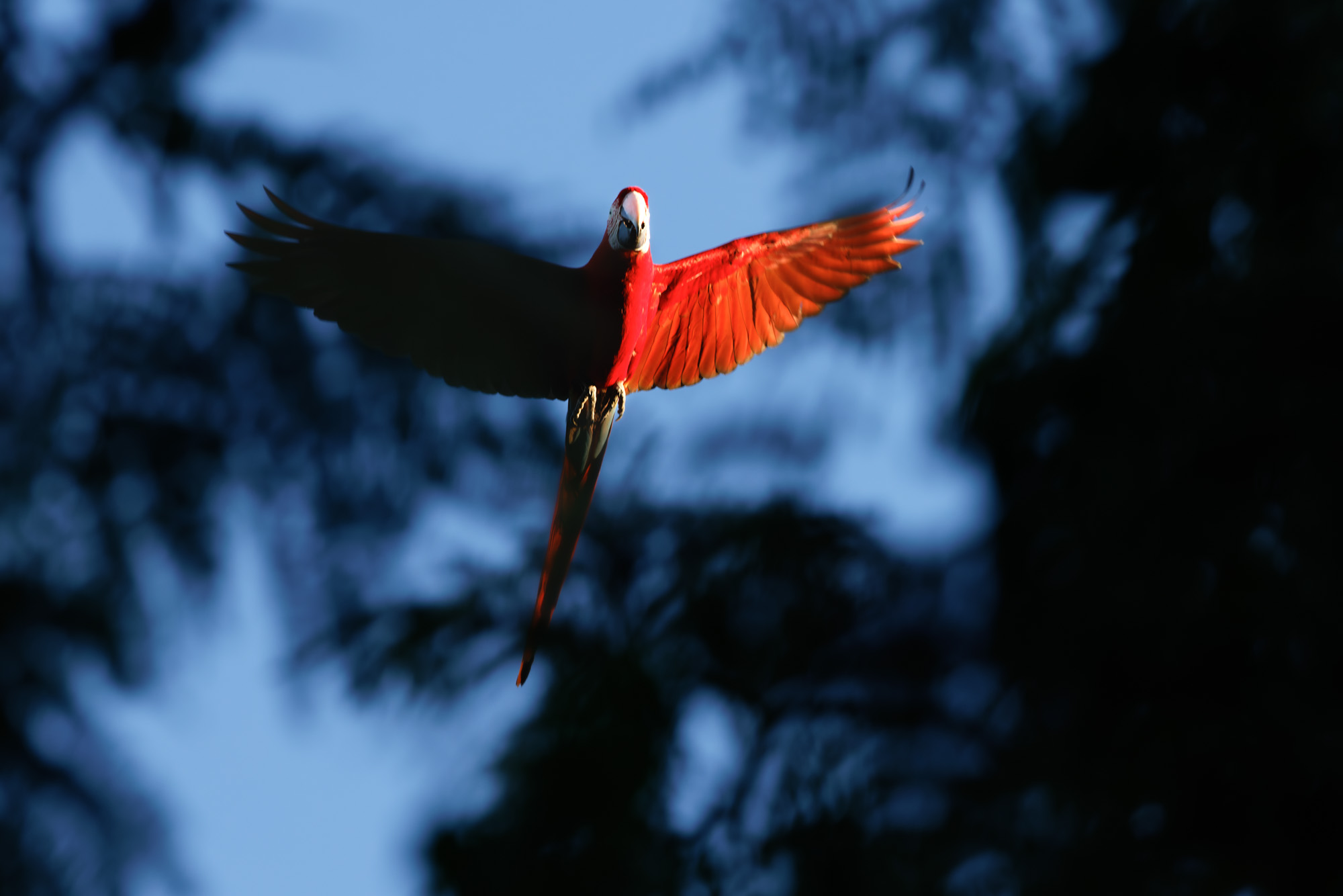 Red-and-green Macaw (Ara chloropterus)