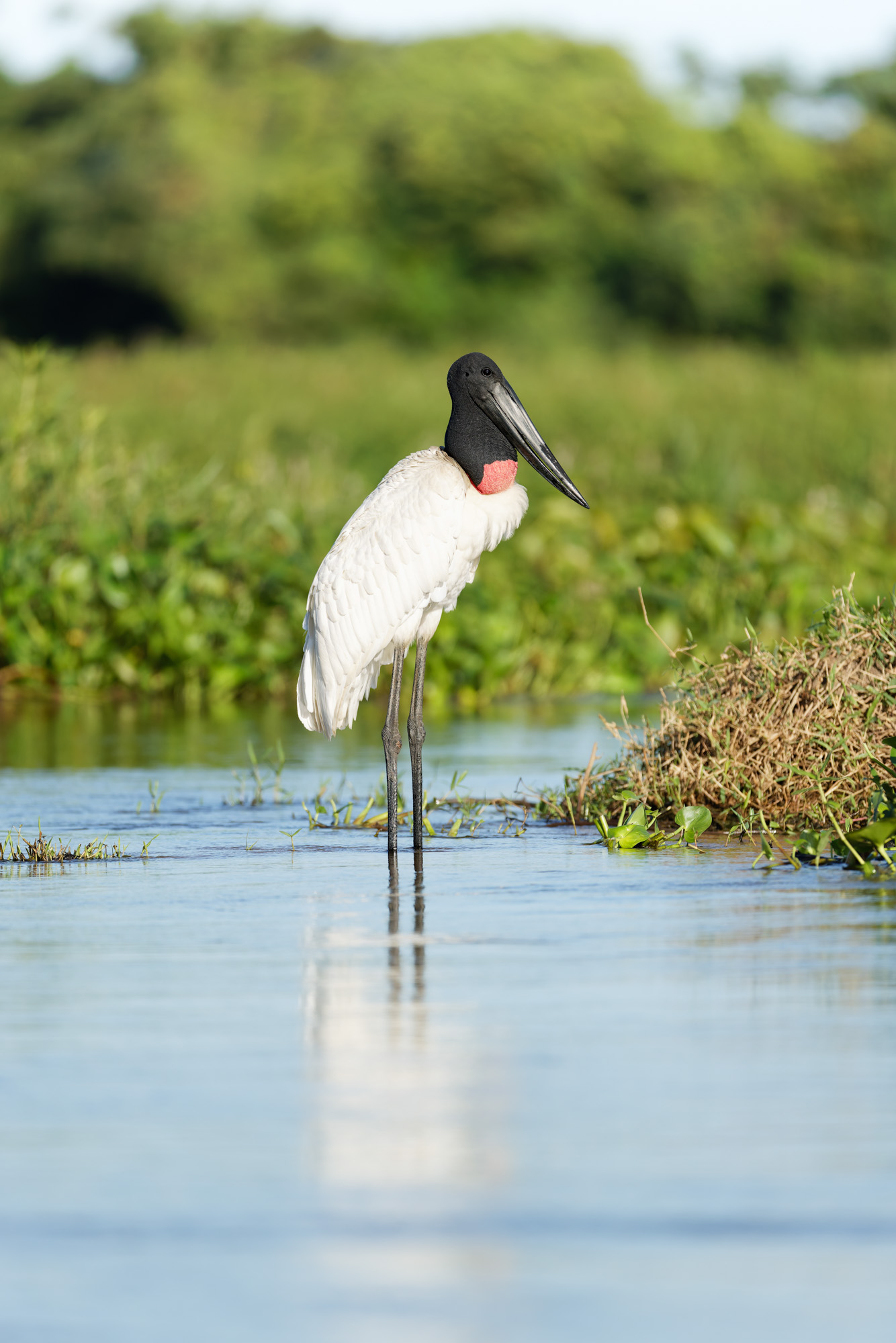 Jabiru Stork (Jabiru mycteria)